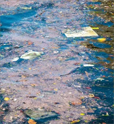 Advogado do Direito Ambiental em SP Advogado do Direito Ambiental em SP