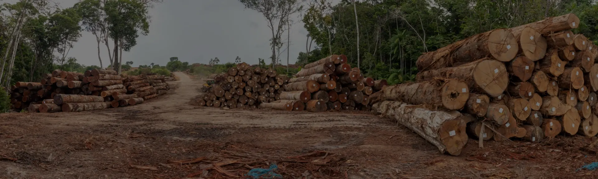 Advogado ambientalista em SP