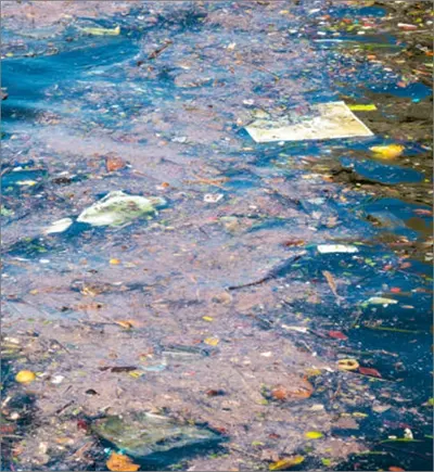 Advogado do direito ambiental em SP Advogado do direito ambiental em SP