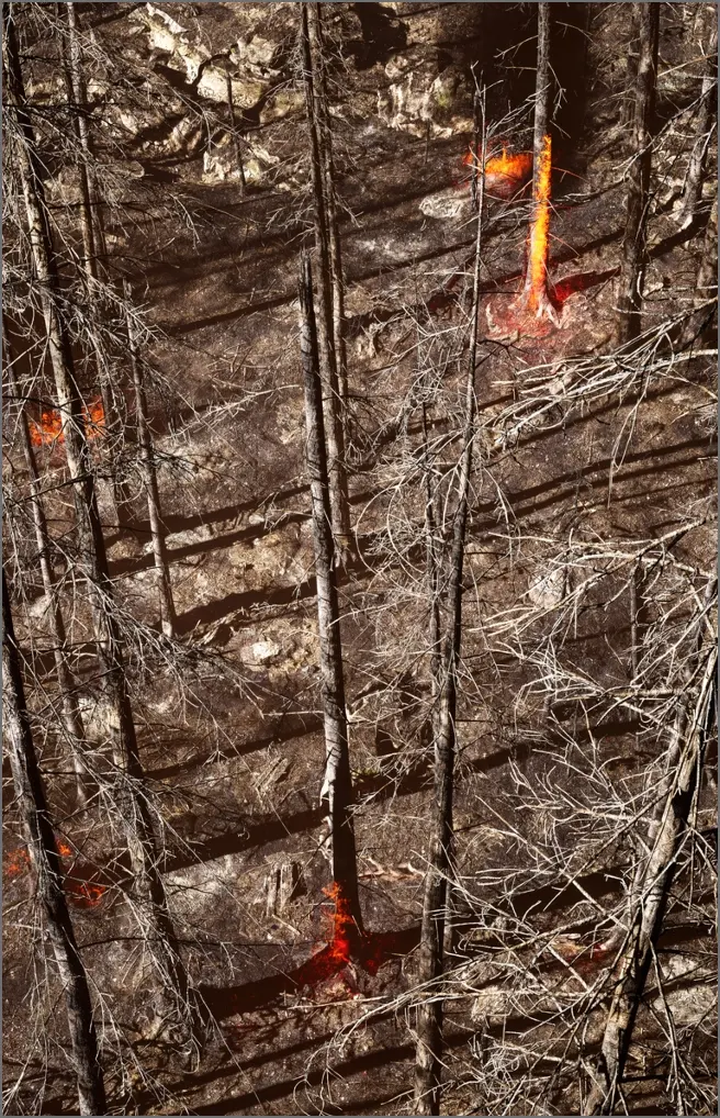 Advogado Criminal - Crimes Ambientais